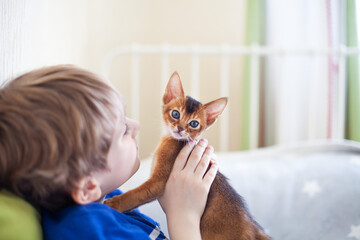 Happy child looking at abyssinian ruddy kitten in hands. Little boy playing with red kitten at...