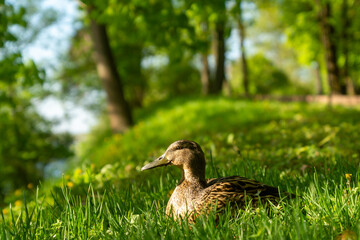 Bright spring in Gomel park. Sun, flowers, alleys in flower beds in a city park.