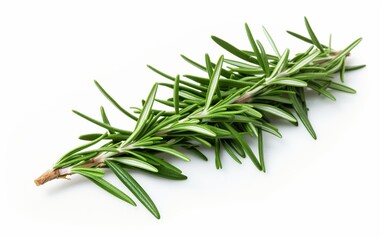Rosemary on a White Canvas