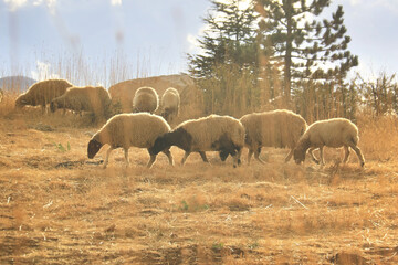 Sheep Herd in Sunset
