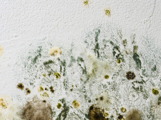 Mould and fungus growth on white wall