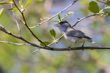 blackcap