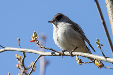 Fototapeta premium blackcap