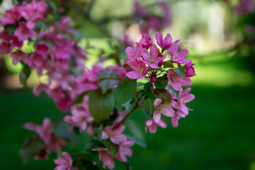 Bright spring in Gomel park. Sun, flowers, alleys in flower beds in a city park.