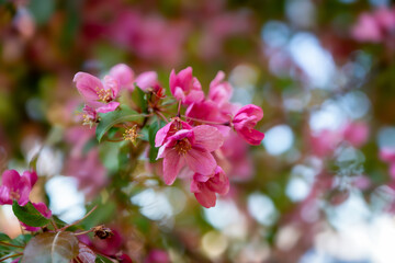 Bright spring in Gomel park. Sun, flowers, alleys in flower beds in a city park.