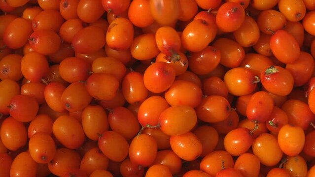 Hippophae, sea buckthorn, family Elaeagnaceae. Sandthorn, sallow thorn, or seaberry orange-yellow berries