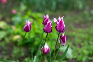 Group of Purple Flowers in a Garden