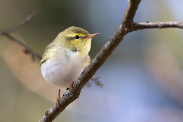 Obraz premium Wood Warbler