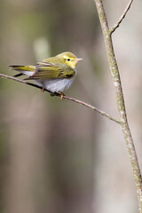 Fototapeta premium Wood Warbler