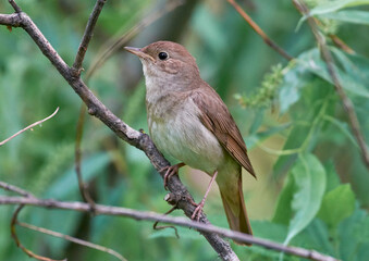 robin on a branch
