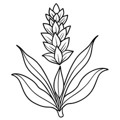 Lavender flower outline coloring book page line art drawing vector illustration for children and adults