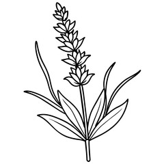 Lavender flower outline coloring book page line art drawing vector illustration for children and adults