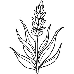 Lavender flower outline coloring book page line art drawing vector illustration for children and adults