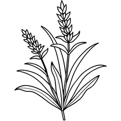 Lavender flower outline coloring book page line art drawing vector illustration for children and adults