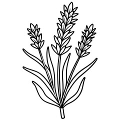 Lavender flower outline coloring book page line art drawing vector illustration for children and adults