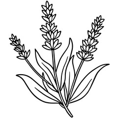 Lavender flower outline coloring book page line art drawing vector illustration for children and adults