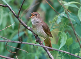 The nightingale sits on a branch.
