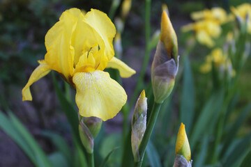 yellow iris flower, spring flowers 