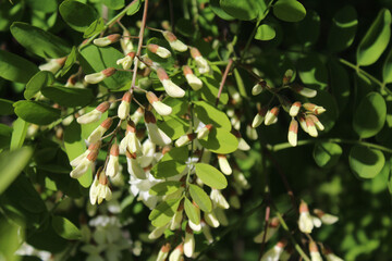 spring flowers, white acacia flowers on a tree, spring flowering trees