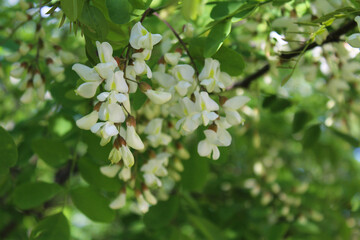spring flowers, white acacia flowers on a tree, spring flowering trees