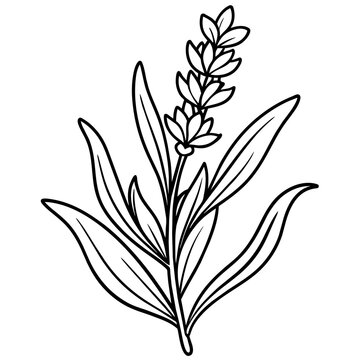 recommend clip art: Lavender flower outline coloring book page line art drawing vector illustration for children and adults