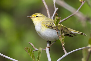 Wood Warbler