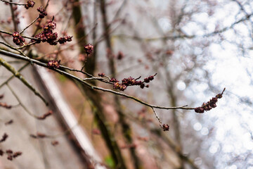 Bright spring in Gomel park. Sun, flowers, alleys in flower beds in a city park.