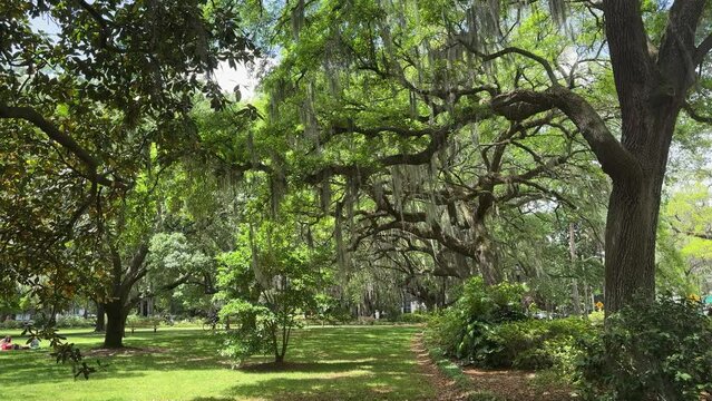 Forsyth Park with Live Oakes and Spanish Moss in the Historic District of Savannah Georgia