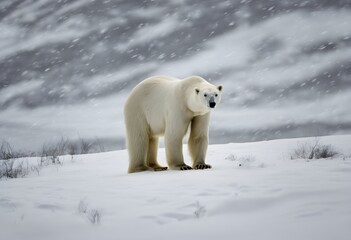 A view of a Polar Bear on the ice