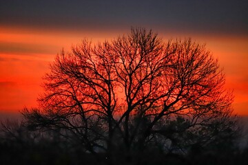 Baum vor spektakulärem Sonnenuntergang