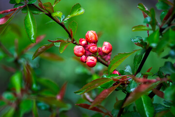 A bush with Red flower buds