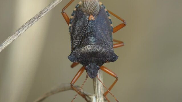 Pentatomidae Beetle, Shield Bug sits head down on green stem of wild grass. Macro view insect in wildlife in summer meadow