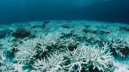 Faded Paradise: Bleached Coral Reef Reveals the Impact of Climate Change