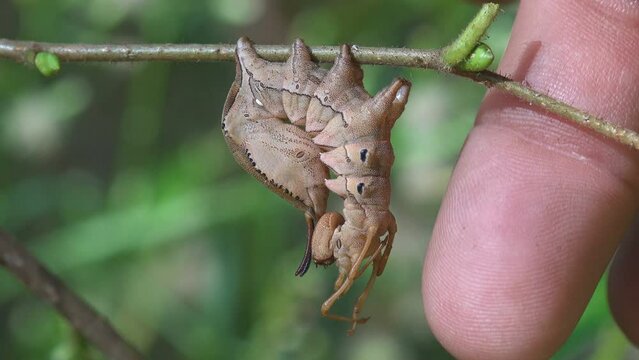 Hands touch Lobster moth (Stauropus fagi), lobster prominent, moth family Notodontidae, crustacean-like appearance of caterpillar. Macro view insect in wildlife nature