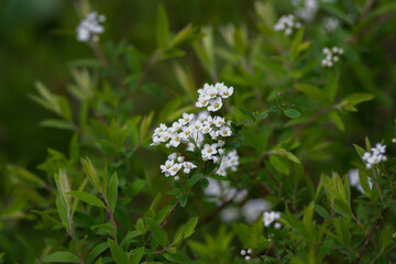 Bush With White Flowers and Green Leaves