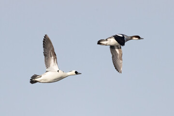 Smew