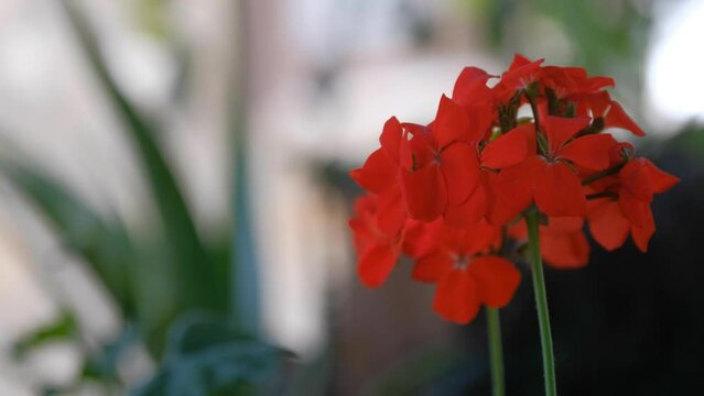 The red geranium flower with woman hand.