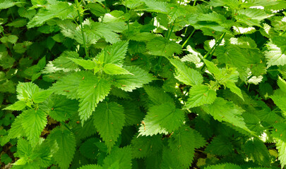 Close up of stinging nettles.  Urtica dioica L.