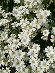 Obraz premium White flowers Jaskolka felt, snow carpet, perennials - small flowers, growing carpet, for flowerbeds and alpine slides. 