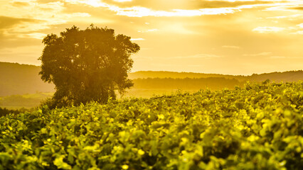 Vineyard at sunset. France