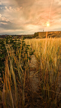 Golden Moments: Sunbeams filter through the wheat spikes in Villamayor de Gallego, Zaragoza. The sky is dressed in warm tones on a spring evening, offering a unique spectacle.