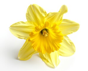 Obraz premium daffodil on white background.