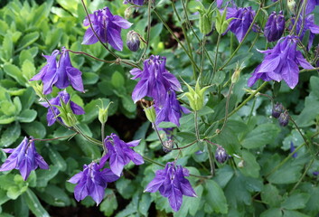 Purple Flowers Sarastro Campanula