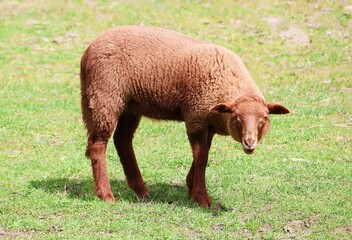 A brown lamb in close-up. A young sheep stands on the green grass.