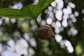 An unhatched Mantis insect egg case on a small plant stem is shown in a low angle view