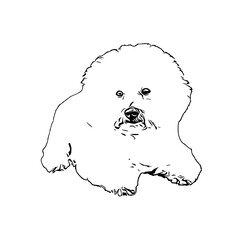 sketch of a dog with a transparent background