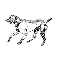 sketch of a dog with a transparent background