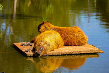 Capybara (Hydrochoerus hydrochaeris) sleeping on the platform over the lagoon