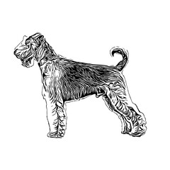 sketch of a dog with a transparent background