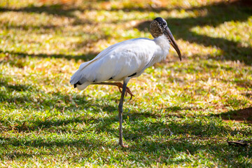 Large Brazilian wild bird known as 